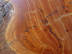 Le visuel représente une dendrochronologie de la coupe d'un tronc d'arbre centenaires. 